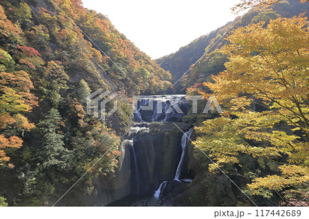 秋晴れの下、色鮮やかに紅葉した木々に囲まれた日本三名瀑の一つ、茨城県の袋田の滝 117442689