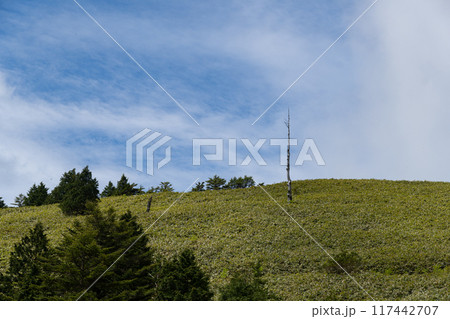 爽やかな夏の高原 117442707