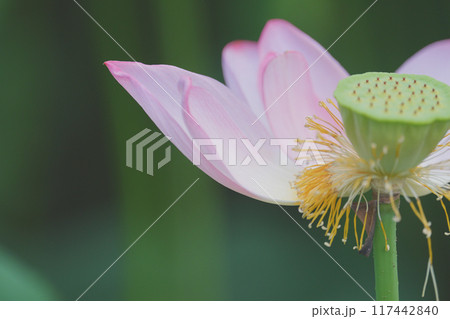 ハスの花 117442840