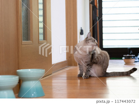 猫の掻くしぐさ シャムトラ猫 猫の掻くしぐさ シャムトラ猫 117443072