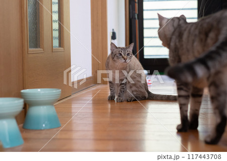 見つめ合う二匹の猫 見つめ合う二匹の猫 117443708