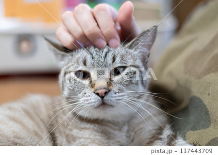 ネコを撫でる ネコを撫でる 117443709