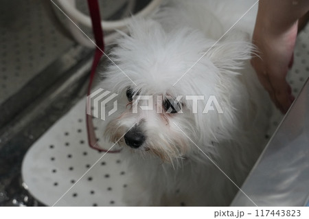 シャンプー前の白い犬 シャンプー前の白い犬 117443823