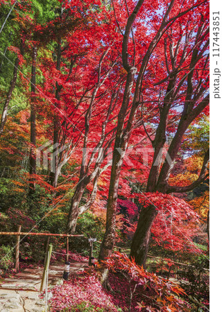 日本の秋 紅葉 日本の秋 紅葉 117443851