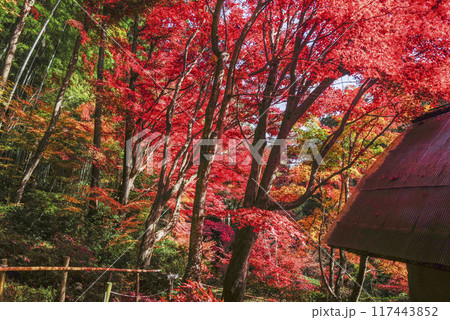 日本の秋 紅葉 日本の秋 紅葉 117443852