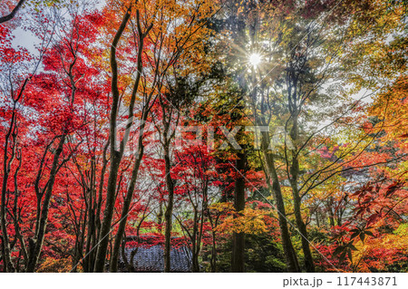 日本の秋 紅葉 日本の秋 紅葉 117443871