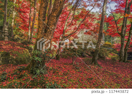日本の秋 紅葉 日本の秋 紅葉 117443872