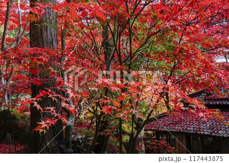 日本の秋 紅葉 日本の秋 紅葉 117443875