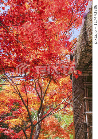 日本の秋 紅葉 日本の秋 紅葉 117443886