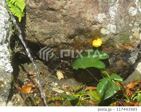 河骨の咲く池に水を入れる。赤岩寺(豊橋) 河骨の咲く池に水を入れる。赤岩寺(豊橋) 117443985