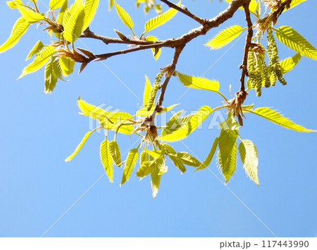 青空に映えるブナ科の花1。赤岩寺（豊橋） 117443990