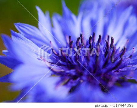 青いヤグルマギク（矢車菊・セントーレア）の花 117444355