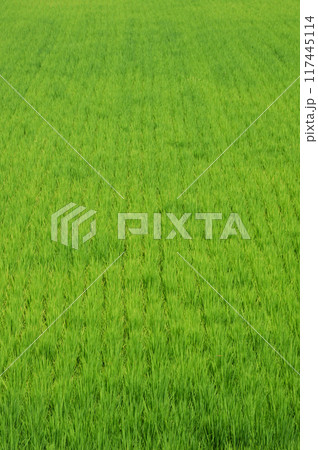稲　全面　縦 117445114