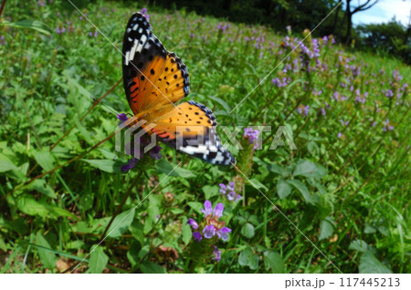 草原の花に止まるツマグロヒョウモンのオス 117445213