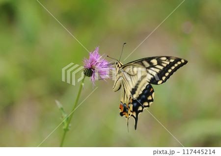 アザミの蜜を吸うキアゲハ 117445214