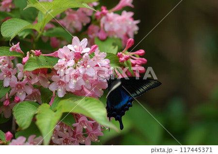 ピンクの花の蜜を吸うミヤマカラスアゲハ ピンクの花の蜜を吸うミヤマカラスアゲハ 117445371