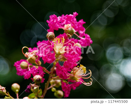 ミソハギ科サルスベリの花 117445500