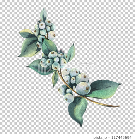 Snowberry branch with white berries and green leaves. Hand-drawn watercolor illustration for winter, New Year, Christmas decoration. Separate element isolated from the background. Snowberry branch with white berries and green leaves. Hand-drawn watercolor illustration for winter, New Year, Christmas decoration. Separate element isolated from the background. 117445694