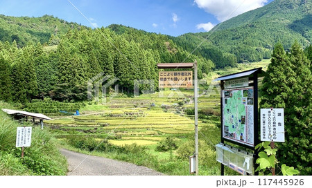 秋の収穫が始まった棚田の入口〈四谷千枚田/愛知県新城市〉 秋の収穫が始まった棚田の入口〈四谷千枚田/愛知県新城市〉 117445926
