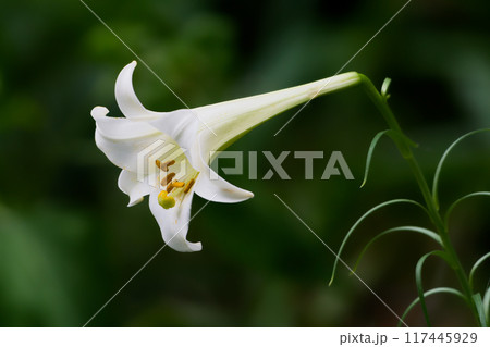 ユリ科タカサゴユリの白い清楚な花 117445929