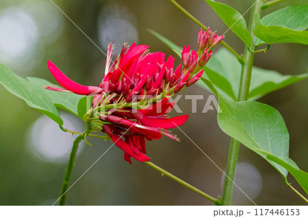 マメ科サンゴシトウの赤い花 117446153