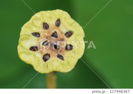 ハスの花托と水滴 117446367