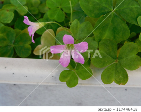 綺麗なカタバミの花 綺麗なカタバミの花 117446418