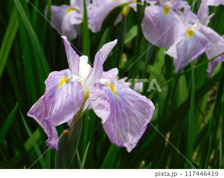 美しく咲いた花菖蒲 美しく咲いた花菖蒲 117446419
