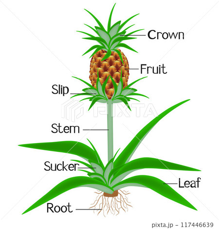 Part of a pineapple plant isolated on a white background. 117446639