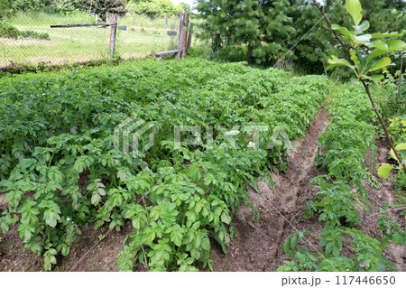 Potato beds in a vegetable garden against a background of cedar and a mesh fence 117446650