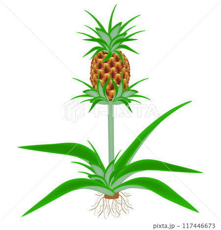 Pineapple plant with roots isolated on white background. Pineapple plant with roots isolated on white background. 117446673