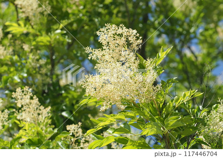 シマトネリコの花のアップ シマトネリコの花のアップ 117446704