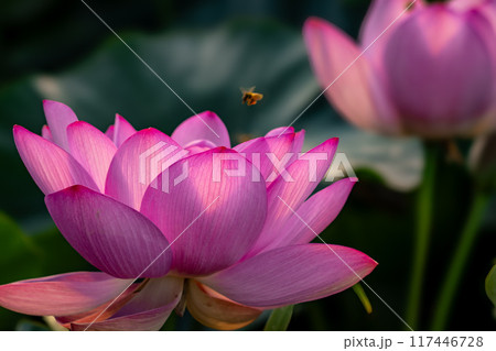蓮の花と蜜蜂 蓮の花と蜜蜂 117446728