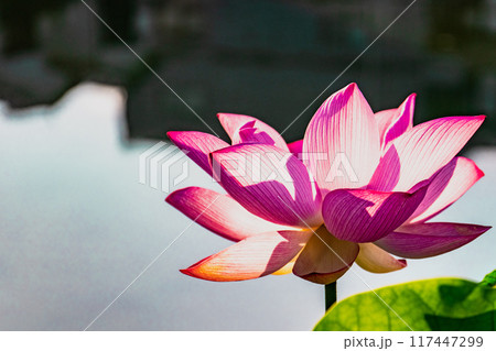 池の辺りに咲く蓮の花 117447299