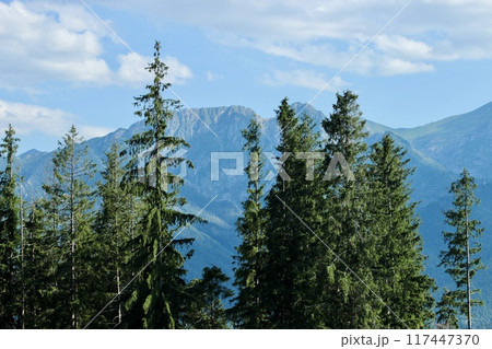 Beautiful nature background with blue big scenic mountains and green forests Beautiful nature background with blue big scenic mountains and green forests 117447370