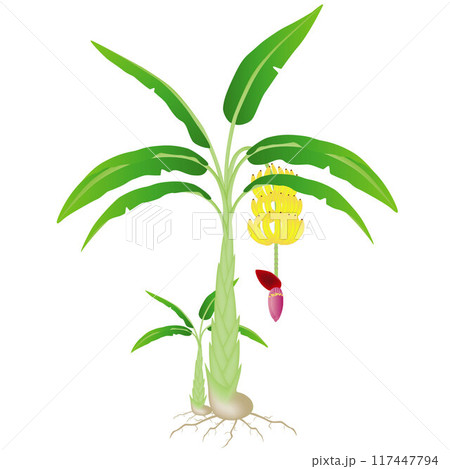 Plant of banana with roots on isolated white background. 117447794