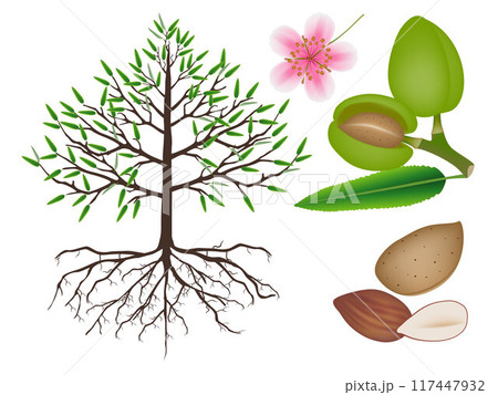 Part of almond plant isolated on white background. Part of almond plant isolated on white background. 117447932