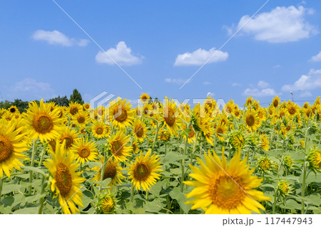 夏の青空と一面ひまわり畑 117447943