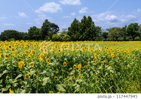夏の青空と一面ひまわり畑 117447945