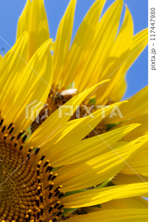 青空に映えるひまわり　アップ 117447980