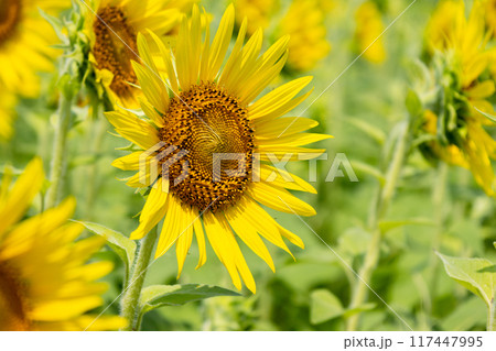 太陽に向かって咲くひまわり 117447995