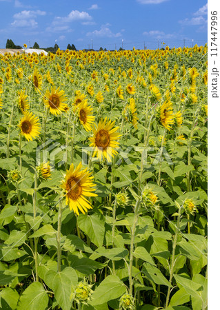 夏の花のある風景 夏の花のある風景 117447996