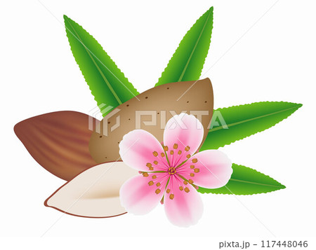 Almond nuts with flower and leaves isolated on white background. Almond nuts with flower and leaves isolated on white background. 117448046