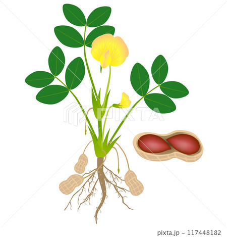 Peanut plant with seeds isolated on white background. 117448182