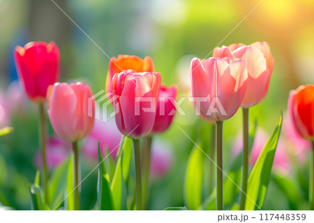 Beautiful Spring Nature background with tulip Flowers, selective focus. Vivid colors. Beautiful Spring Nature background with tulip Flowers, selective focus. Vivid colors. 117448359