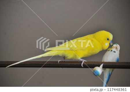 おもちゃで遊ぶセキセイインコ 117448361