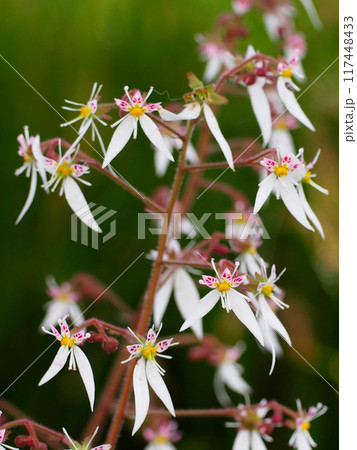 公園の片隅に咲いたユキノシタ の花のクローズアップ（花とつぼみをつけたイドクサ） 117448433
