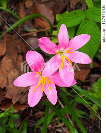 二輪のピンクのゼフィランサス（サフランモドキの花のクローズアップ） 117448436