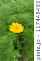 黄色いコスモスの花 117448493