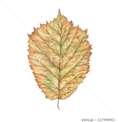 The autumn leaf is made in watercolor, handmade. Vintage tree leaf, made in detail. For prints, a design element. 117448561